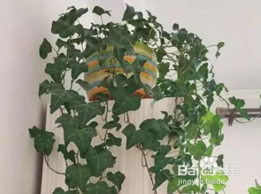 家里养这几种花，甲醛全跑光