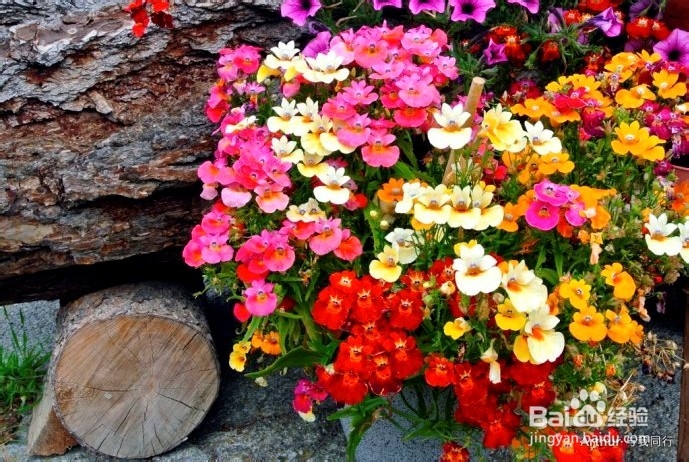 《彳亍世界》：纯净瑞士马年送你一匹马