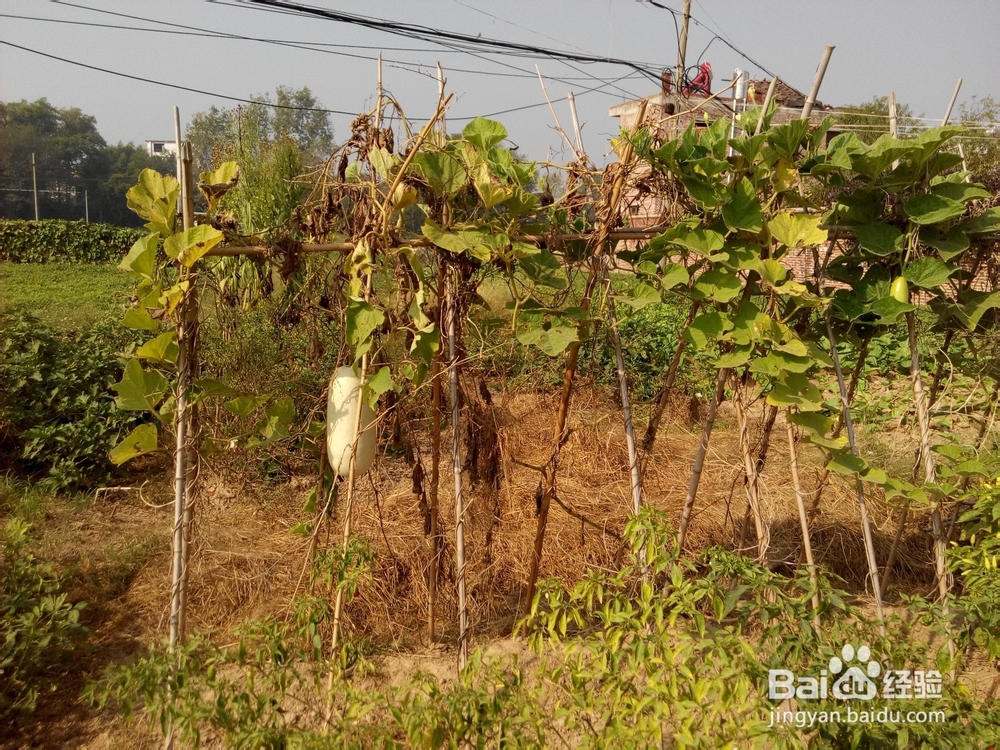 周末去哪里——带孩子去田间走走