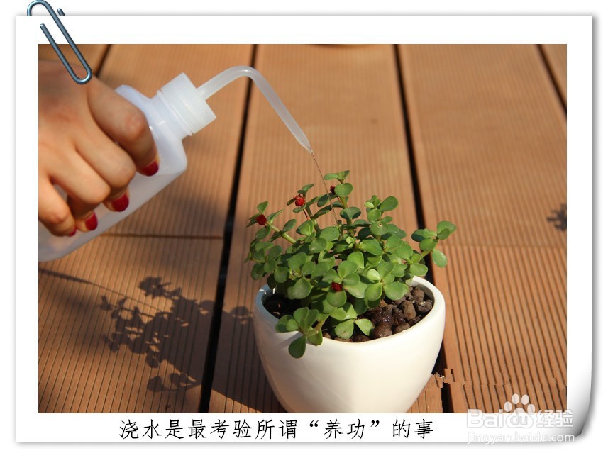 如何养好一盆多肉植物(新手入门)
