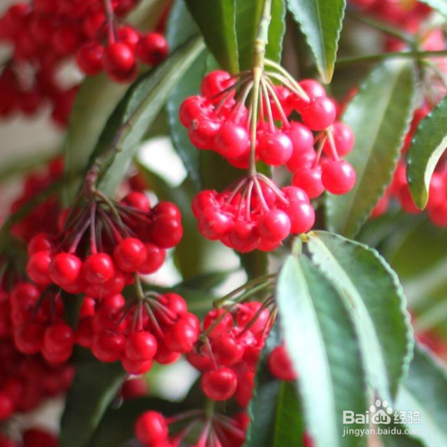 朱砂根的养殖方法和修剪