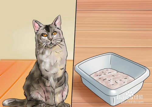 如何去除猫尿味