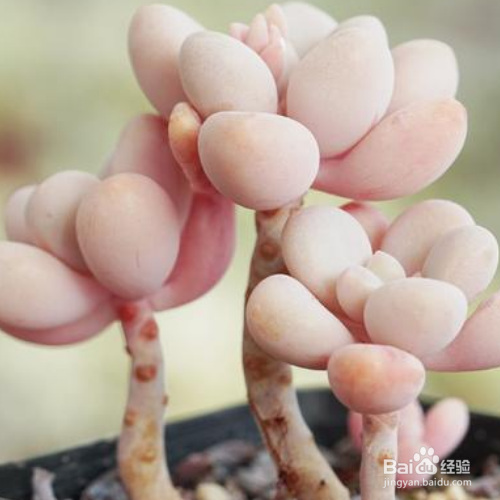 艾伦的注意事项?