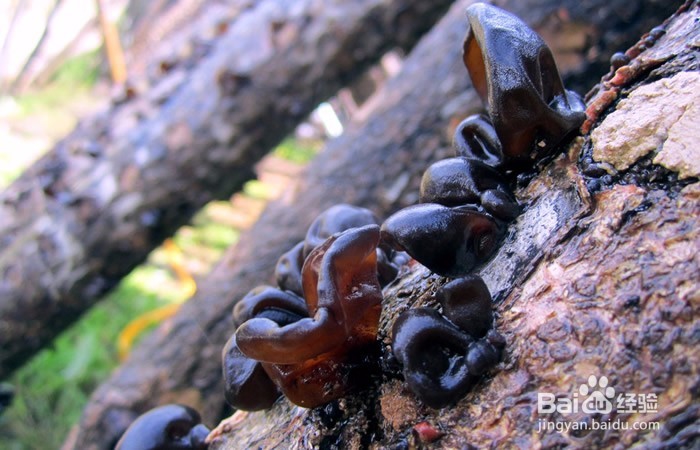 怎样引起心脑血管疾病的