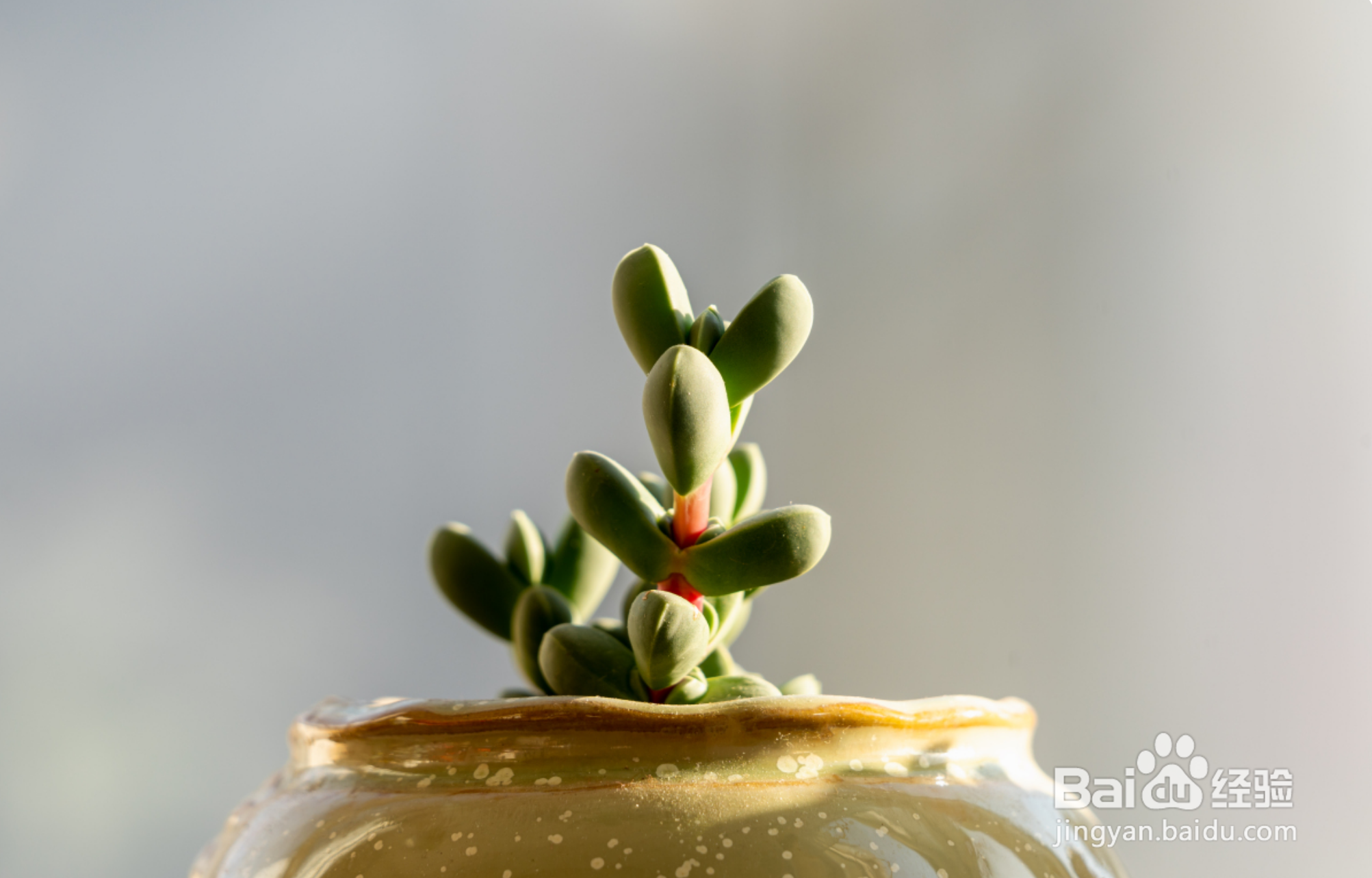 新手如何养多肉植物