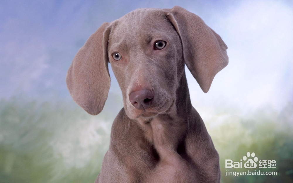 狗狗胆小怎么办?训练方法往这看