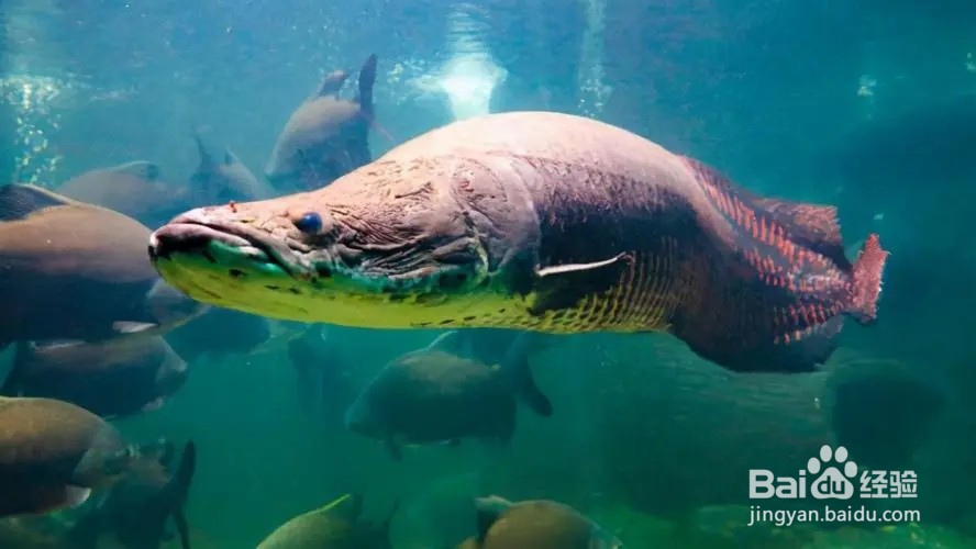 巨骨舌鱼怎么画