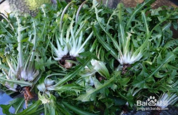 常吸烟的人喝哪些茶对身体有好处