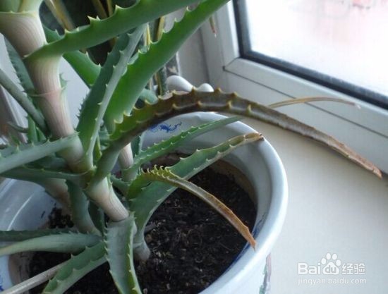 芦荟叶子发黄该怎么办？