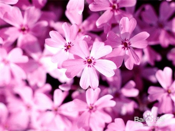 秋季盆花的养护窍门