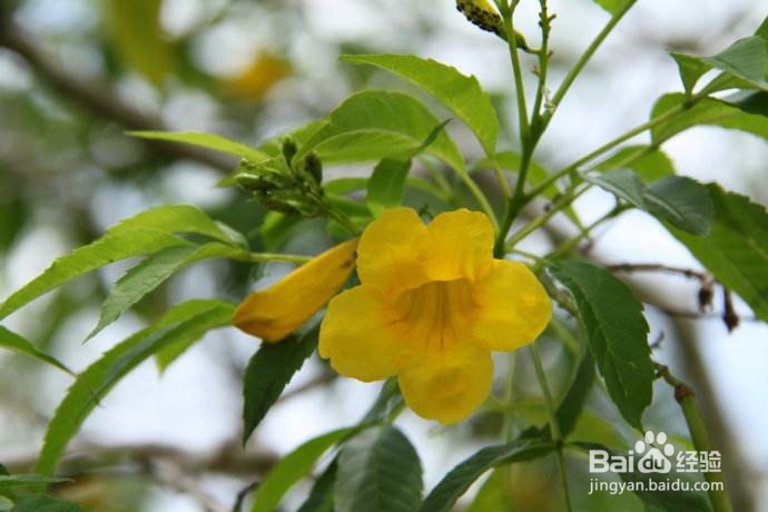黄钟花的养殖及注意事项