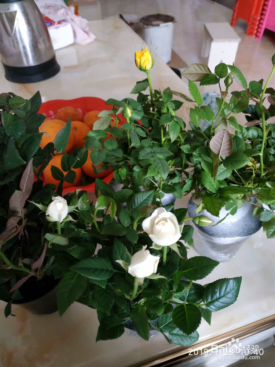 情人节玫瑰花盆栽要这样养