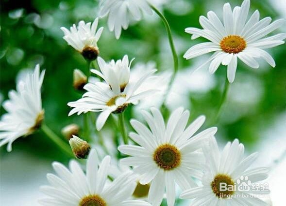 Photoshop制作菊花照片马赛克效果