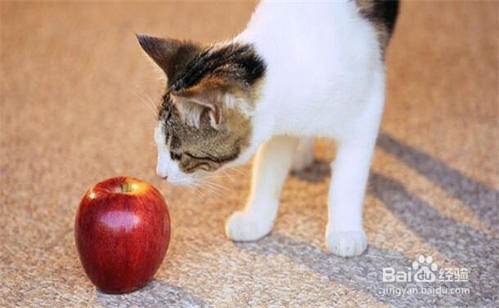 【养宠小百科】猫粮要怎么喂