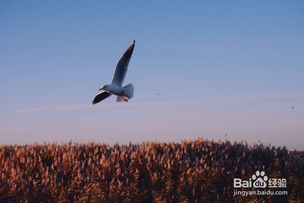 对焦锁定AF-L怎么用