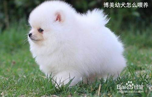 博美幼犬怎么喂养 百度经验
