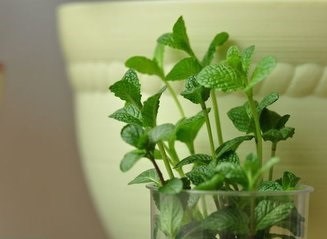 夏天薄荷怎么食用比较好，有什么作用？