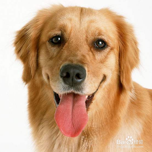 怎么看狗狗有没有营养不良？