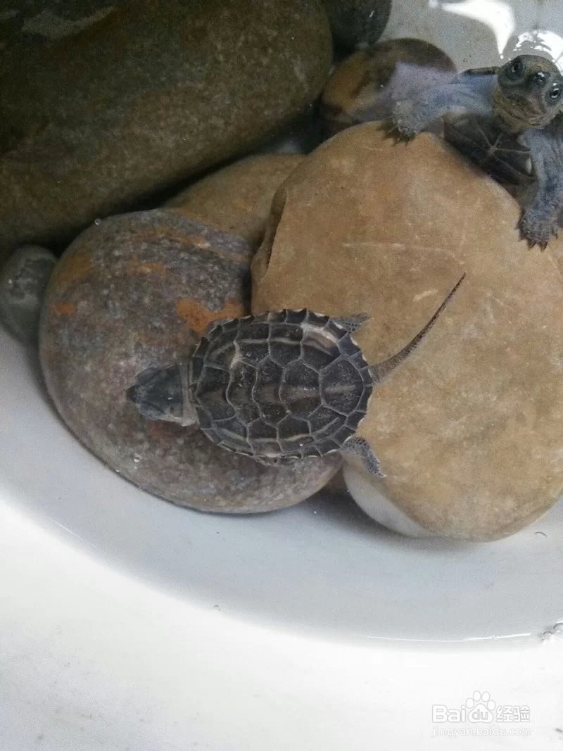 乌龟低温综合征的处理方法