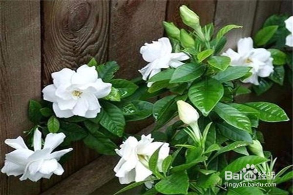 栀子花的养殖方法和注意事项有哪些?