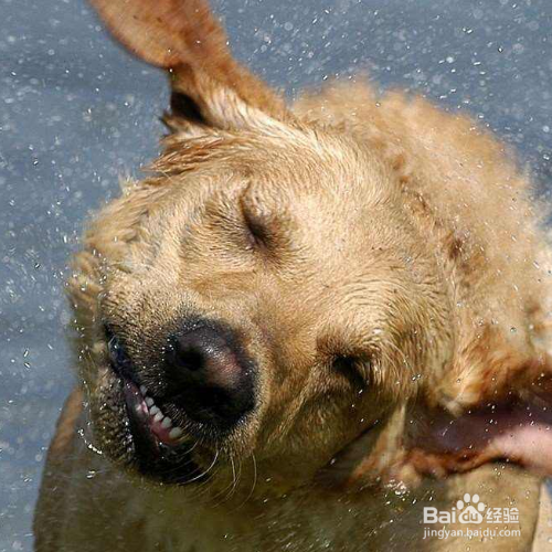 给长毛犬梳理毛发的注意事项有哪些？