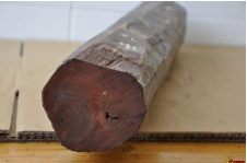 小叶紫檀树苗价格