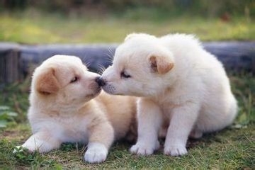 狗狗狂犬病的认识及预防措施