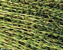 吃什么食物瘦腿