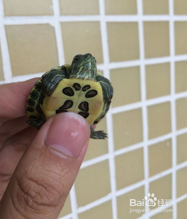 如何饲养好巴西龟呢 (精文)