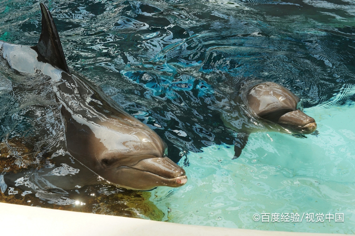 海豚为什么是吉祥的象征
