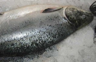 铿鱼和金枪鱼怎么区分