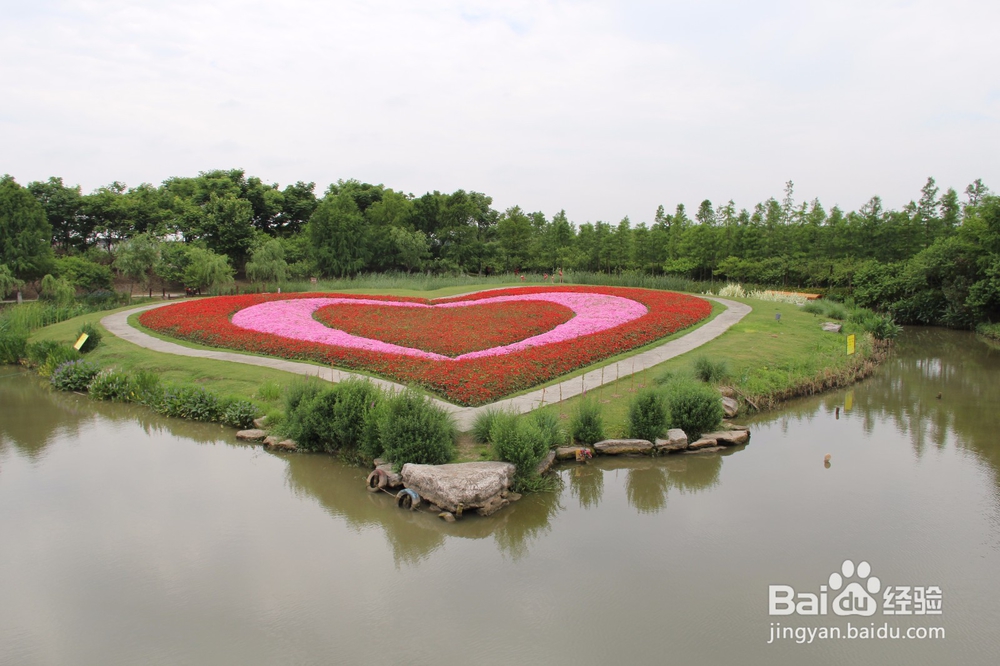 上海旅游攻略之周浦花海