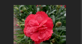 PS怎么把图片边缘修整齐?