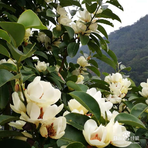 深山含笑有哪些价值?