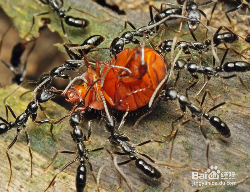 清洁地球的小动物