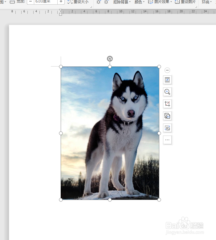 word文档如何裁剪图片大小