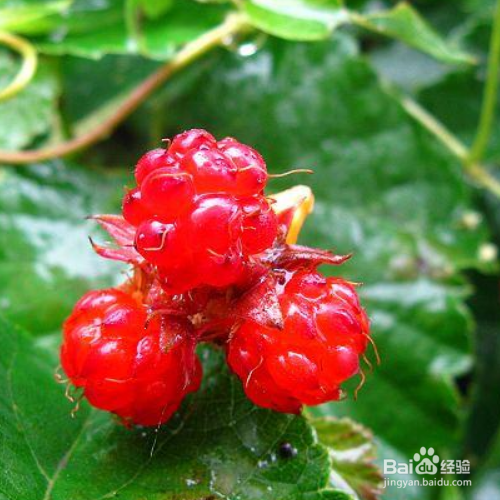 刺莓的养殖方法和注意事项