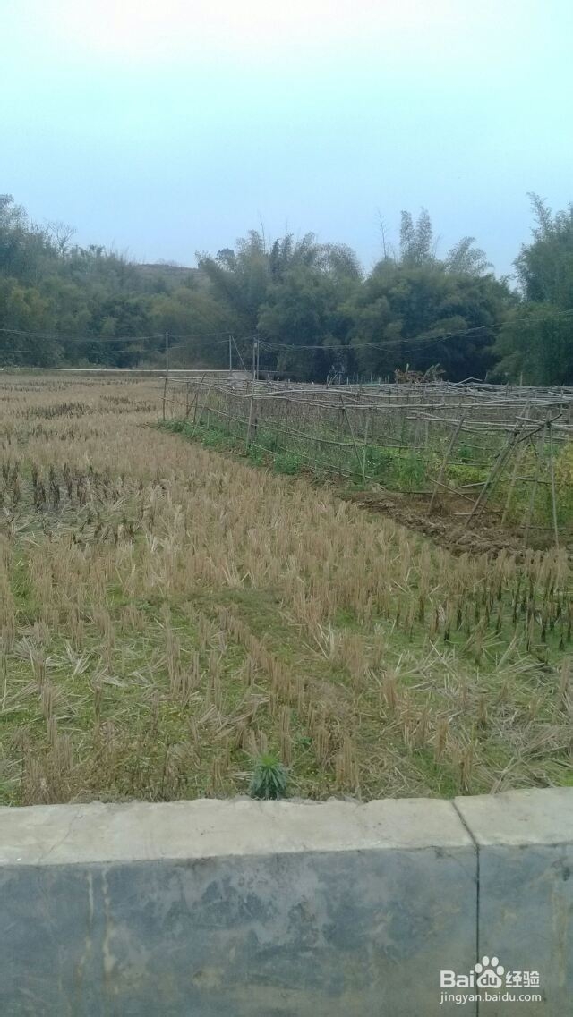 藤县古华村旅游攻略