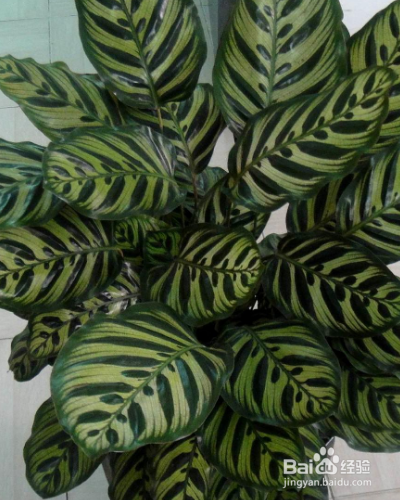 常绿草本植物猫眼竹芋如何养殖？