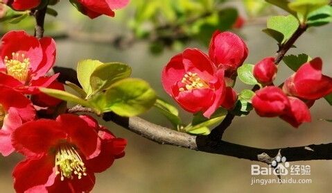 海棠与樱花的区别 百度经验