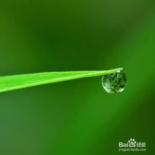 小草是怎么传播种子