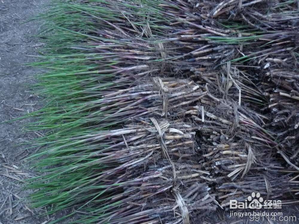 芦苇种植的技术