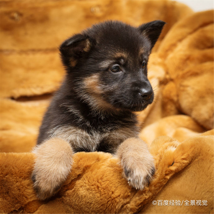 狗狗难产怎么按摩助产