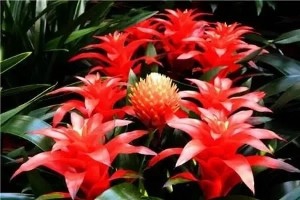 在卧室养这几种植物,有效的提高睡眠质量