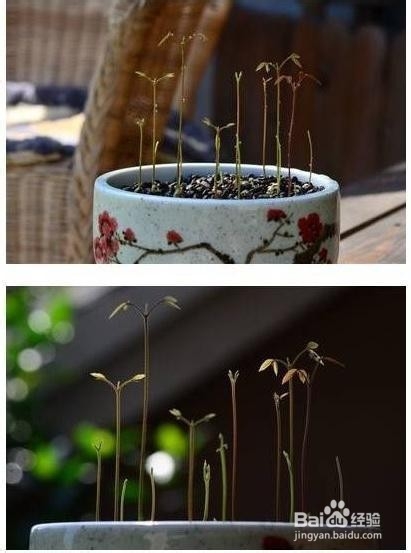 怎么做龙眼盆栽