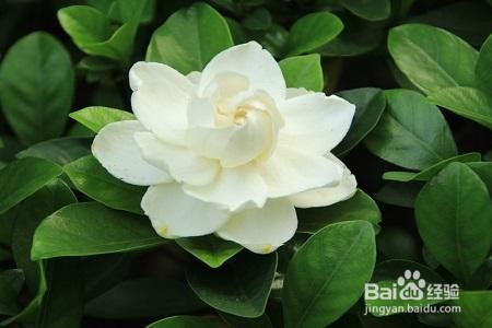 栀子花叶子上长虫了怎么办呢？