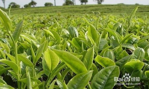 普茸茶渣如何变废为宝