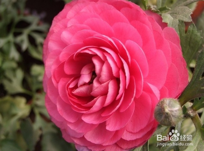 花毛茛种球种植方法