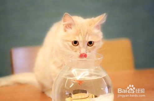 猫咪胃口不好怎么办?