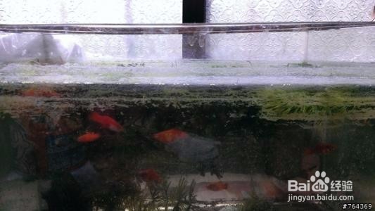 如何清洗鱼缸水垢